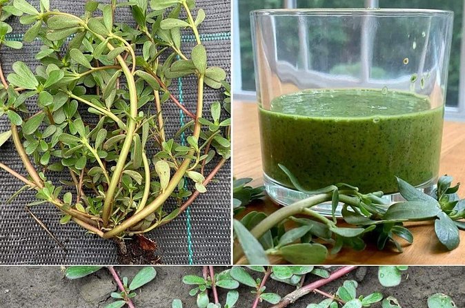 3 to 5 Hour Private Herbal Tour Shopping and Dinner at Ricks Cafe - Should You Book This Montego Bay Herb and Rick’s Cafe Tour?