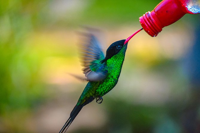 Ahhh Ras Natango Gallery and Garden Private Transfer - Hummingbirds, Indigenous Plants, and the Calm Pace That Makes It Work
