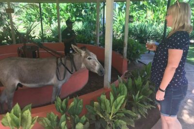 Appleton Rum Factory, Ys Falls, Black River Safari, Floyd’s Pelican Bar
