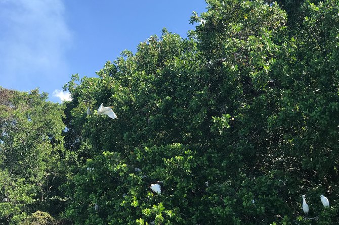 Appleton Rum Factory, Ys Falls, Black River Safari, Floyd’s Pelican Bar - The Driver Factor: Why Liel’s Guidance Adds Real Comfort