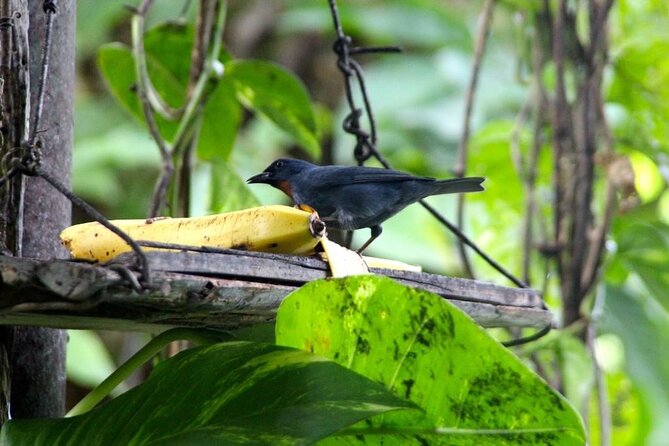 Bird Sanctuary and/or Lethe Bamboo Rafting from Montego Bay - What to Expect at Rocklands: Feeding Setup, Garden Time, Bird Time