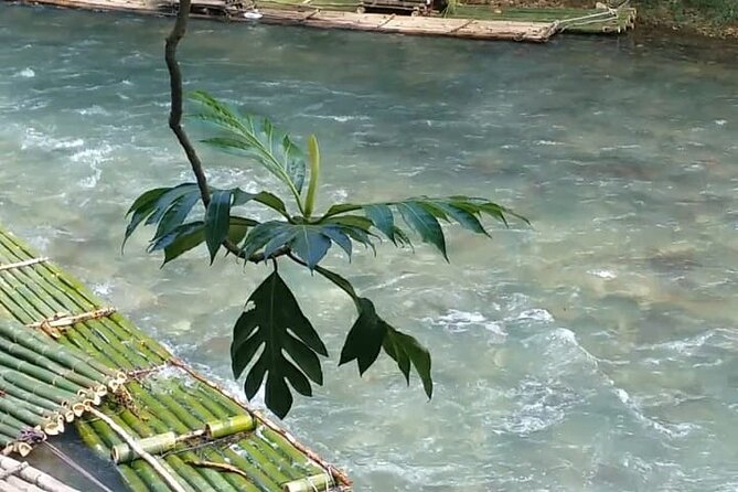 Bird Sanctuary and/or Lethe Bamboo Rafting from Montego Bay - What to Expect on the River: Coconut Water, Captain Guidance, Limestone Option