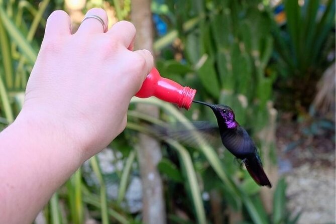 Bird Sanctuary and/or Lethe Bamboo Rafting from Montego Bay - Tips to Make This Combo Feel Easy