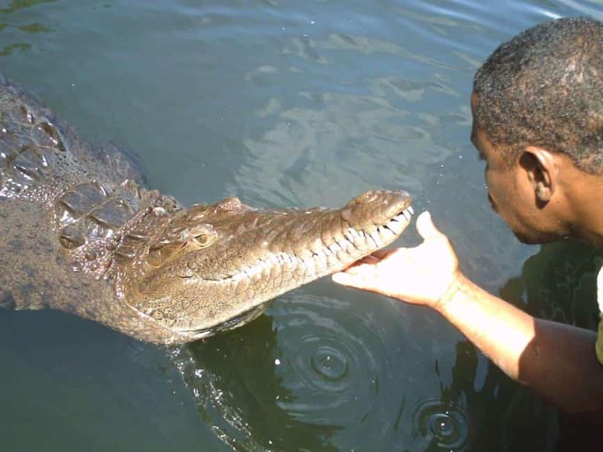 Black River Safari and Ys Falls Tour and Transportation - The 7 to 8 Hour Timing and Transportation You Need to Plan For