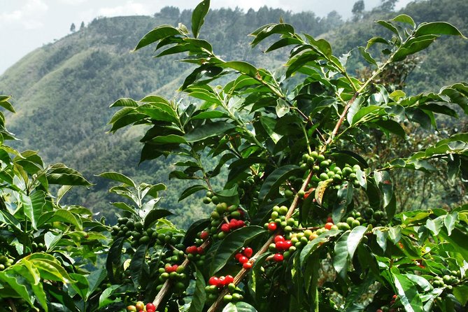 Blue Mountain Coffee and Sightseeing Tour - Key things I’d zero in on