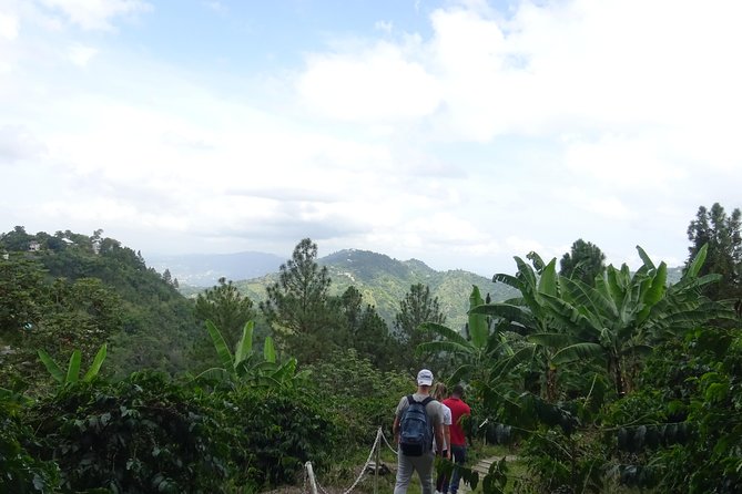 Blue Mountain Coffee and Sightseeing Tour - Stop 1: Blue Mountains National Park, birds, waterfall, and coffee basics