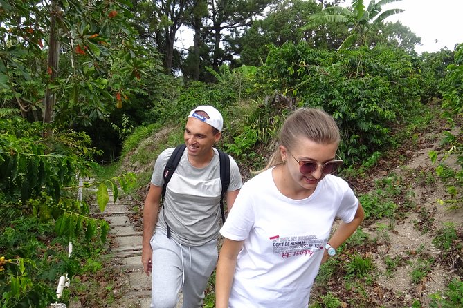 Blue Mountain Coffee and Sightseeing Tour - What the guide adds, and how it changes your day