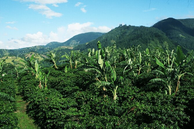 Blue Mountain Coffee, Bob Marley and Art Tour from Montego Bay - Why This Half-Day Jamaica Route Works So Well