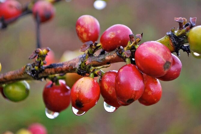 Blue Mountain Coffee, Bob Marley and Art Tour from Montego Bay - The Blue Mountains Shift at Craighton Coffee Estate Great House