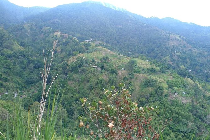 Blue Mountains Coffee Private Tour from Kingston - The short hike through coffee plants (and the view payoff)