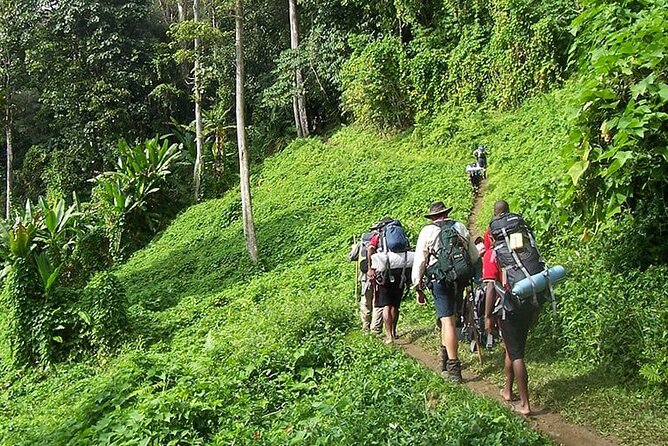 Bush Hiking to explore Wild Plants & Fresh Fruits,Montego Bay - Key highlights