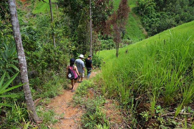 Bush Hiking to explore Wild Plants & Fresh Fruits,Montego Bay - Why this Montego Bay hiking tour feels different