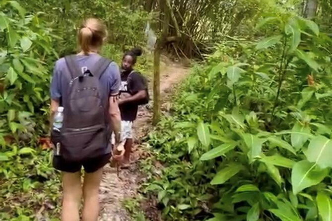 Bush Hiking to explore Wild Plants & Fresh Fruits,Montego Bay - The Lethe hike: wild plants, local stories, and a real sense of place