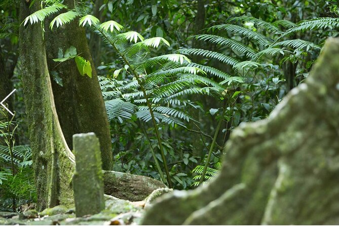 Bush Hiking to explore Wild Plants & Fresh Fruits,Montego Bay - The natural spring waterfall stop: cool down and take it slow