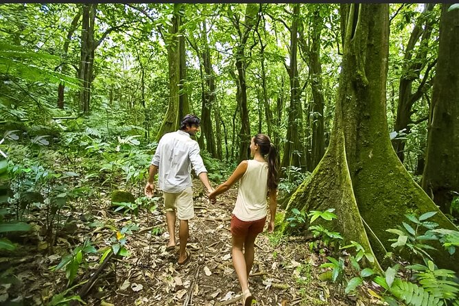 Bush Hiking to explore Wild Plants & Fresh Fruits,Montego Bay - Who this hike suits best (and who might want a different option)