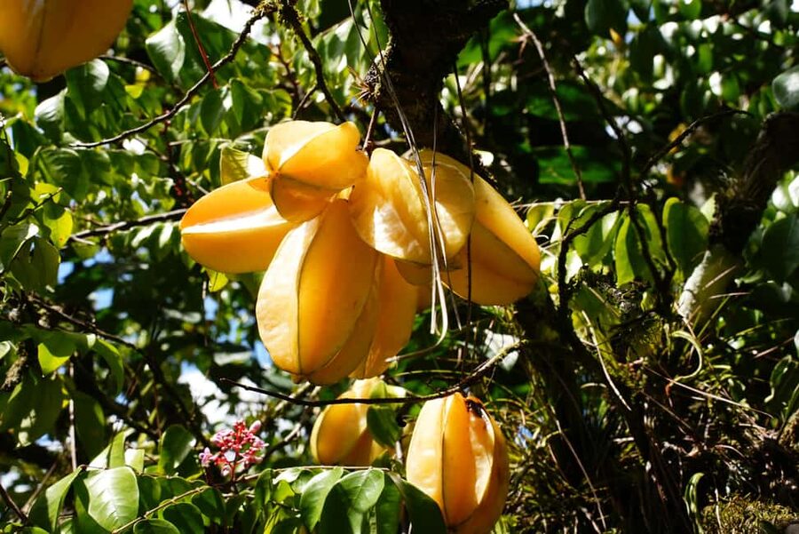 Croydon in the Mountains - Eco Farm Tour with Lunch - Catadupa views and why the plantation history matters