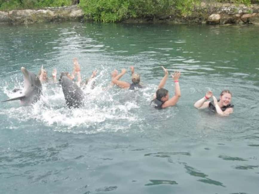 Dolphin Swim Adventure - Fast-Track Entry and Private Pickup in Cornwall County