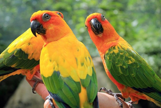 Eco Explorers Waterfall, Rainforest, local Shopping with lunch - Key highlights worth planning for
