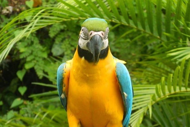 Eco Explorers Waterfall, Rainforest, local Shopping with lunch - Shopping at Taj Mahal and the quick culture stops that keep it local