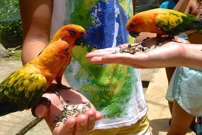 Eco Explorers Waterfall, Rainforest, local Shopping with lunch - Fern Gully and the botanical garden: wildlife spotting without the stress