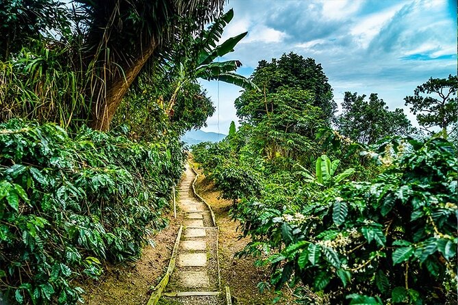 Exotic Blue Mountain Coffee Tour - Kingston return: a brief city tour, then Devon House lunch