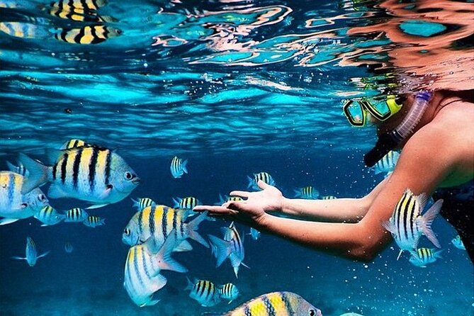 Family Fun-Snorkeling with Lunch Stop from Montego Bay - Key highlights worth planning for