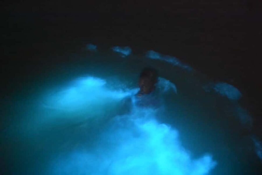 From Montego Bay: Luminous Lagoon Night Tour - Why the luminous lagoon near Falmouth is a night activity worth paying for