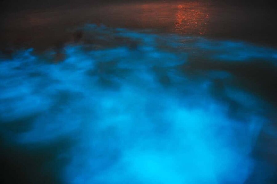 From Montego Bay: Luminous Lagoon Nighttime Boat Tour - The boat cruise to the bioluminescent bay