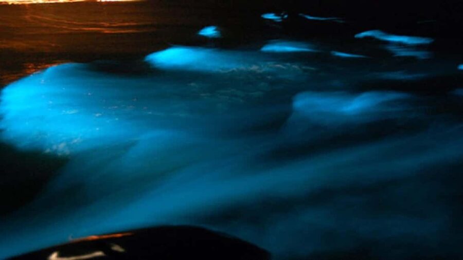 From Montego Bay: Luminous Lagoon Nighttime Boat Tour - What the tour includes, and what you have to plan yourself