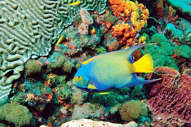 Glass Bottom Boat Water Activity in Montego Bay Jamaica - What you’ll actually see from the glass bottom hull