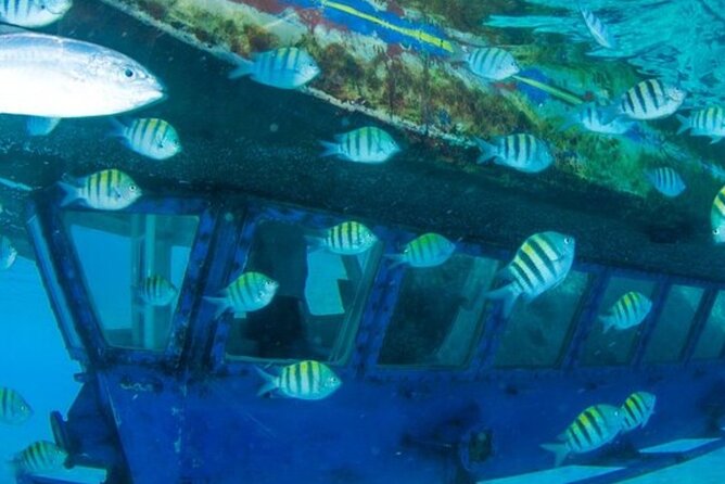 Glass Bottom Boat Water Activity in Montego Bay Jamaica - Who this Montego Bay glass bottom boat trip suits best