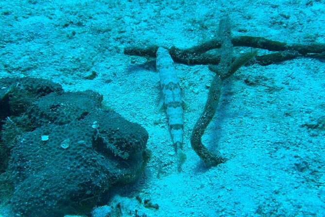 Guided Snorkeling at the Anchor and Cannon Reef in Negril - How the timing works: 15 minutes of views, 45 minutes in the water