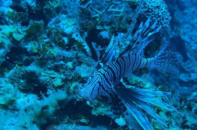 Guided Snorkeling at the Anchor and Cannon Reef in Negril - Price and value: why $60 can work for the kind of experience you get