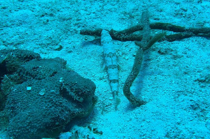 Guided Snorkeling at the Anchor and Cannon Reef in Negril - What to bring so snorkeling feels easy