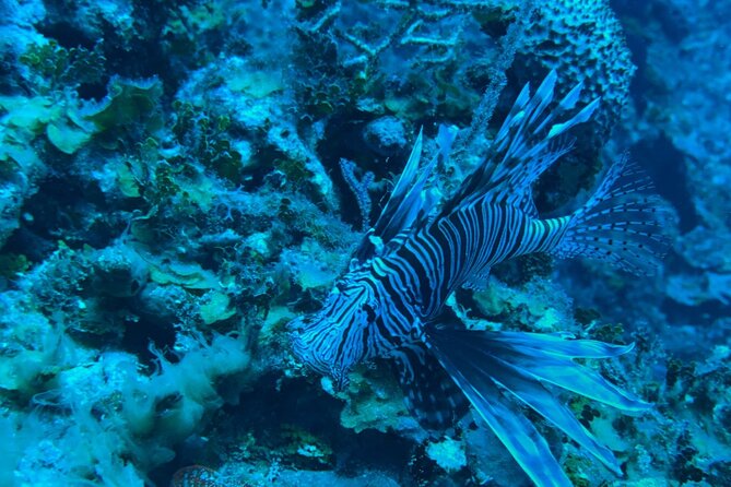 Guided Snorkeling at the Anchor and Cannon Reef in Negril - What you actually get: included gear, water, and safety staffing