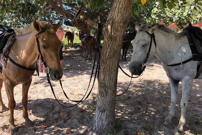 Horseback “SPECIAL”- Negril’s Beach Ride N’ Swim with Free photos/videos - Price and value: what $90 buys you in Negril