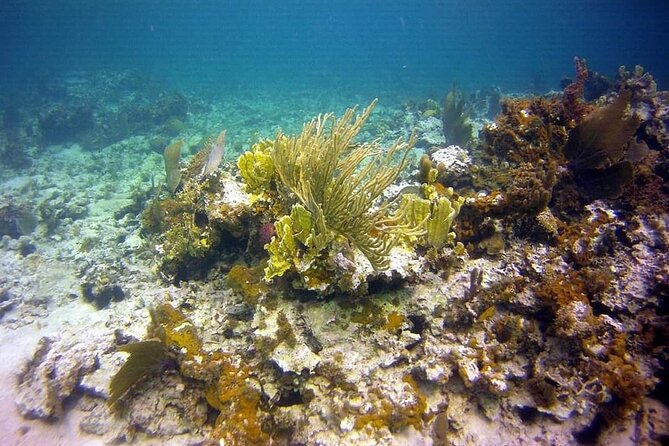 Incredible Negril Guided Snorkeling To Reef, Anchor, and Cannon - Boat vibe, music, and why the pacing works for families