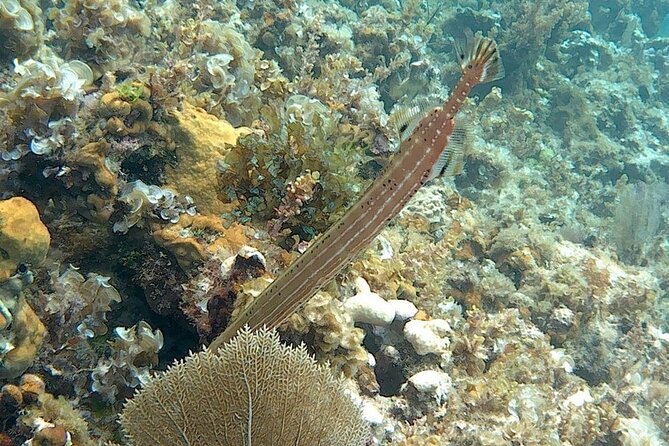 Incredible Negril Guided Snorkeling To Reef, Anchor, and Cannon - Shipwreck, anchor, and cannon: seeing Jamaica’s pirate-era battles underwater