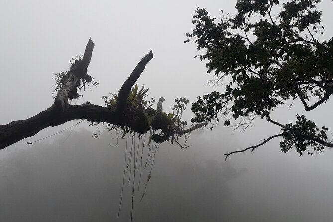 Jamaica Blue Mountain Guided Nature Tour - UNESCO park time for hiking and bird watching