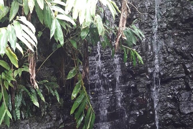Jamaica Blue Mountain Guided Nature Tour - Price and value: what $240 covers and what to budget extra
