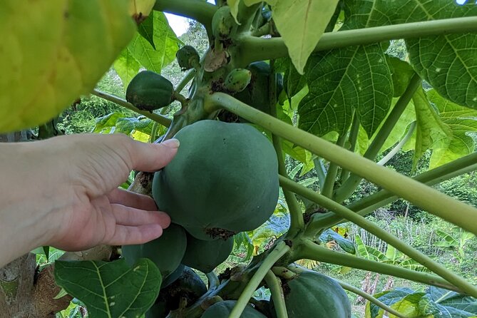 Jamaican Roots Tropical Farm Tour - Taste & Explore (Negril) 2hr - How pickup, timing, and group size affect your day plan