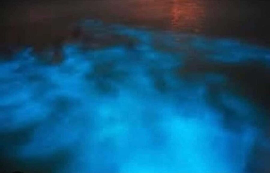Luminous lagoon : Night Tour from Ocho Rios and Runaway Bay - The 1-hour lagoon session: How the dinoflagellates respond