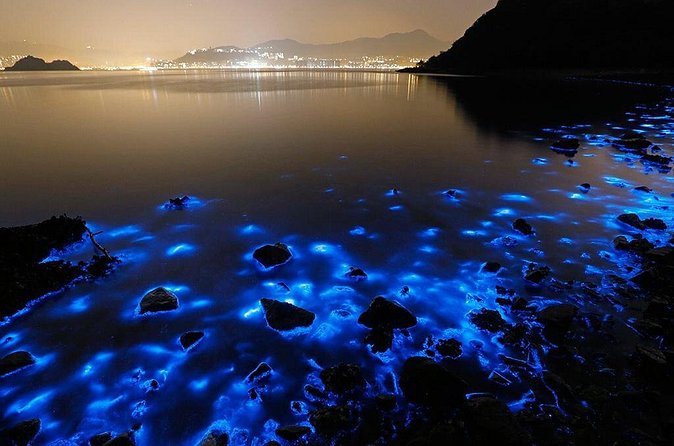 Luminous Lagoon Small Group Tour from Ocho Rios - The guide experience: why the explanation is part of the value