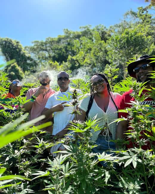 Marijuana Farm, Bamboo Rafting and Doctors Cave Beach Tour - The cannabis farm walk: what you learn from seeding to harvest
