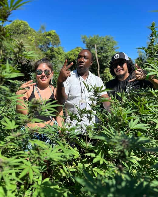 Marijuana Farm, Bamboo Rafting and Doctors Cave Beach Tour - Doctor’s Cave Beach: calm, clear water and near-white sand for downtime