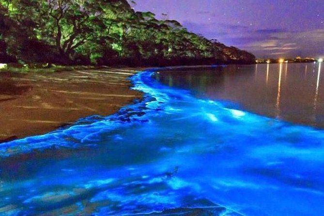 Mesmerizing Luminous Lagoon (Glistening Waters) Night Tour - Why the Luminous Lagoon glows at all (and what you will actually see)