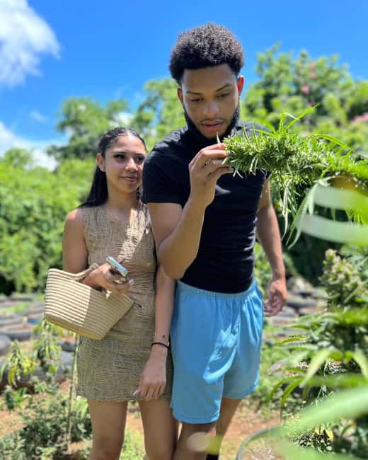 Montego Bay: Cannabis Farm, Bamboo Rafting, & Foot Massage - Montego Bay in 3 to 4 Hours: Cannabis, River, and Foot Relief