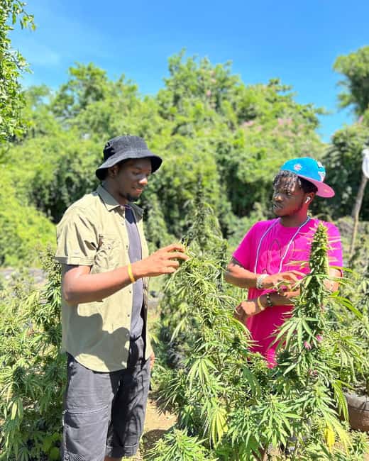 Montego Bay: Cannabis Farm, Bamboo Rafting, & Foot Massage - Should You Book This Tour?