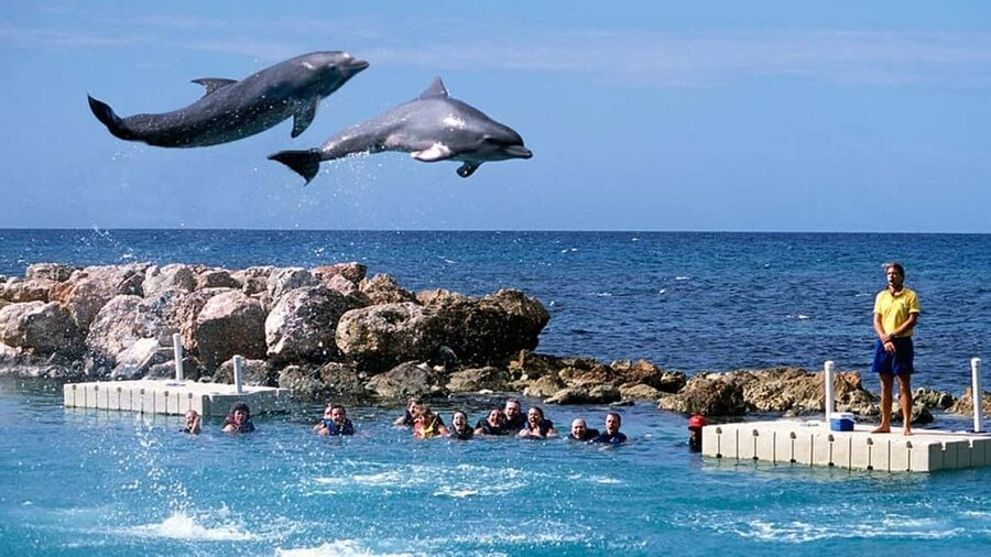 Montego Bay: Dolphin Cove Ocho Rios Day Trip - Key highlights at a glance