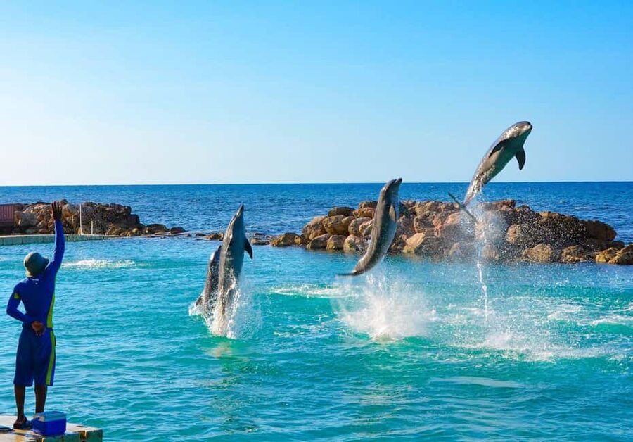 Montego Bay: Dolphin Cove Ocho Rios Day Trip - Dolphin encounters cost extra, so plan your total budget